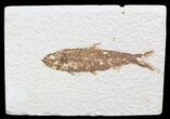 Bargain Knightia Fossil Fish - Wyoming #41072-1
